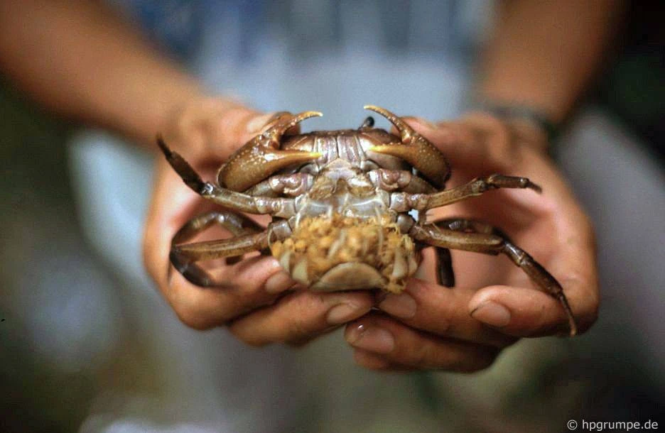 Ngắm rừng Cúc Phương năm 1991 qua ống kính người Đức