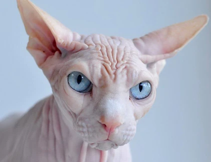 Mèo “không lông” giá 3.000 USD... hút hồn dân chơi Việt