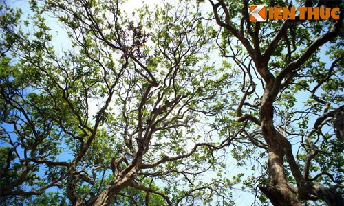 Tận mục cây nhãn trăm tuổi độc đáo nhất Việt Nam 