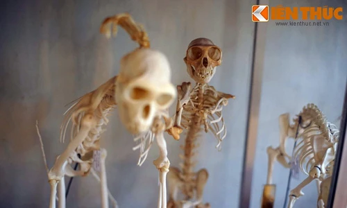 Khám phá bảo tàng trong tu viện cổ giữa rừng ở Đà Lạt 