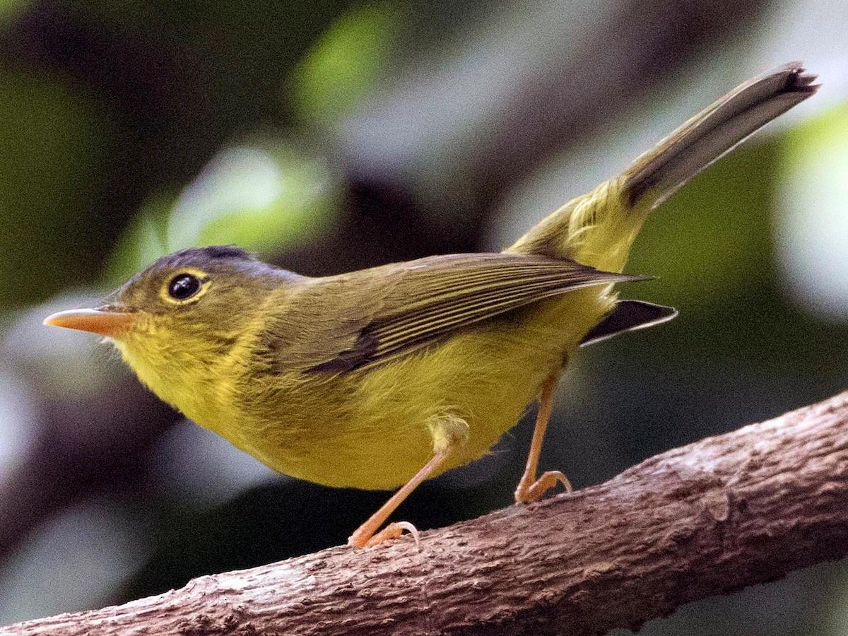 Tận mục các loài chim chích lý thú - độc đáo nhất Việt Nam
