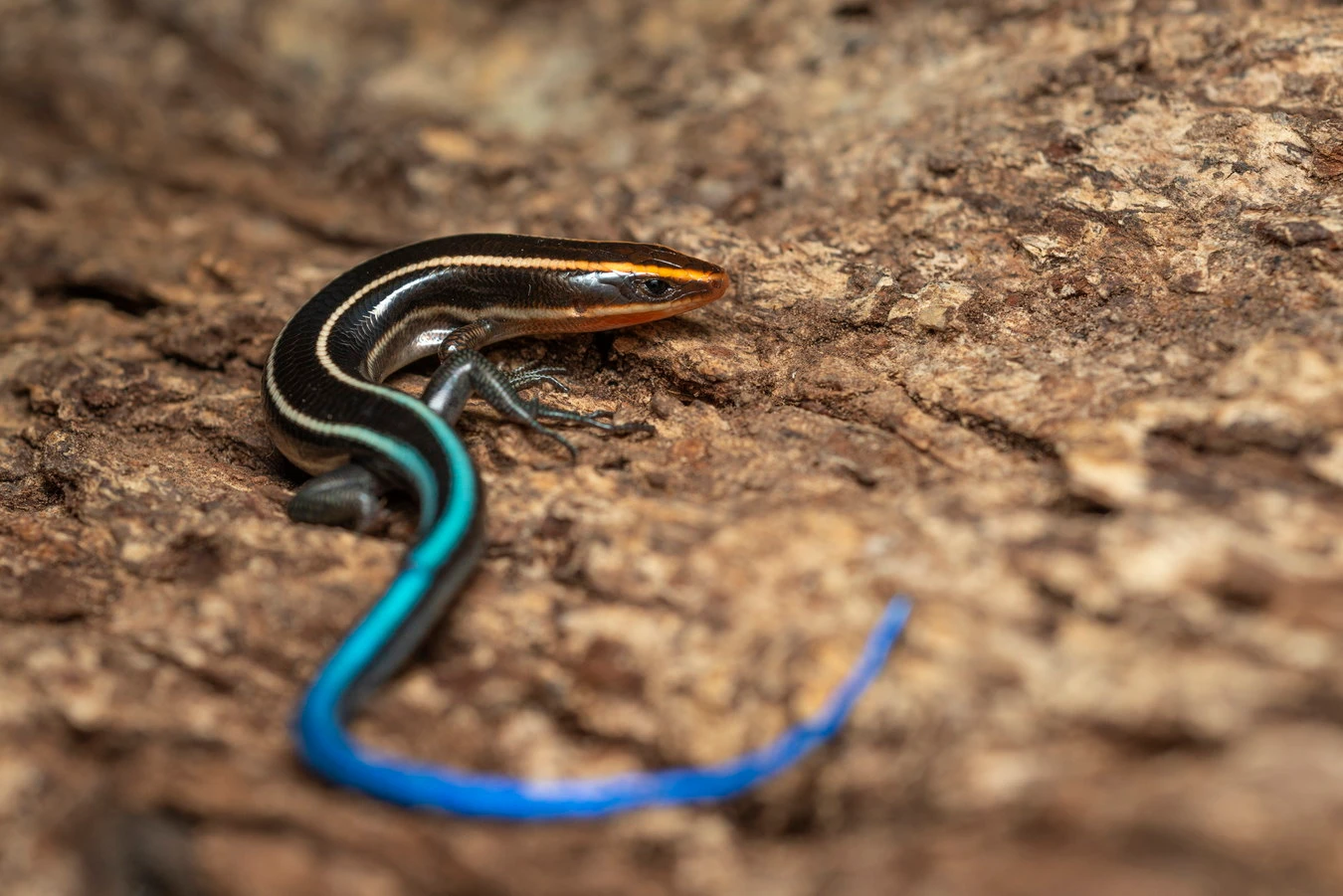 Điểm mặt những loài thằn lằn bóng độc đáo của Việt Nam