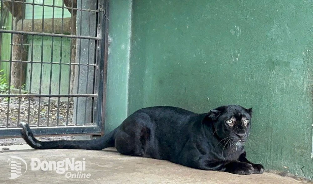 Con báo đen chết ở Đồng Nai có phải loài quý hiếm?