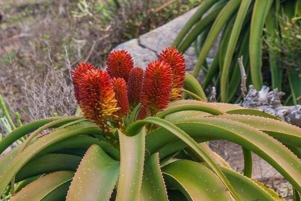 Nha đam hễ nở hoa là mang điềm báo đặc biệt