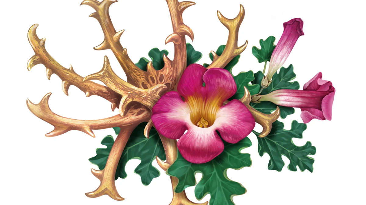 Cận cảnh loài cây “móng của quỷ dữ”, bị cả thế giới săn lùng