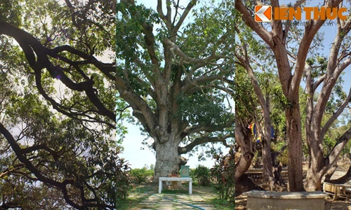 Điểm danh những cây xoài cổ thụ độc đáo khắp VN