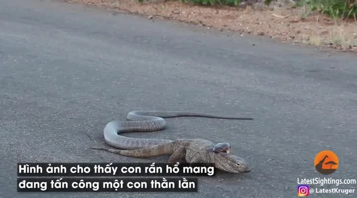 Video: Xem rắn hổ mang cực độc truy sát thằn lằn