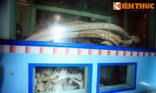 Ngôi đình thờ hàng trăm bộ xương khổng lồ ở Bình Thuận