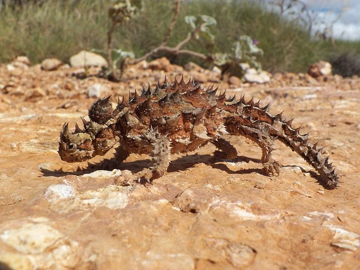 Cận cảnh loài bò sát có hình thù gớm ghiếc nhất thế giới