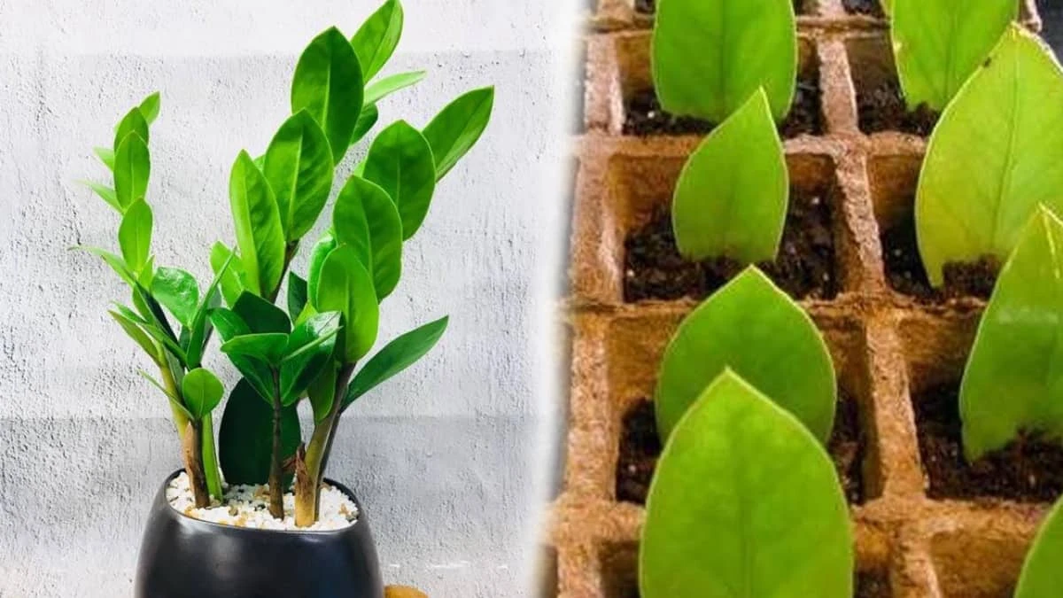 6 cây cảnh phú quý, trồng trong nhà xua tai họa, tăng tài lộc