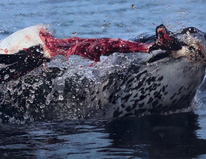 Khiếp đảm báo biển xé toạc chim cánh cụt