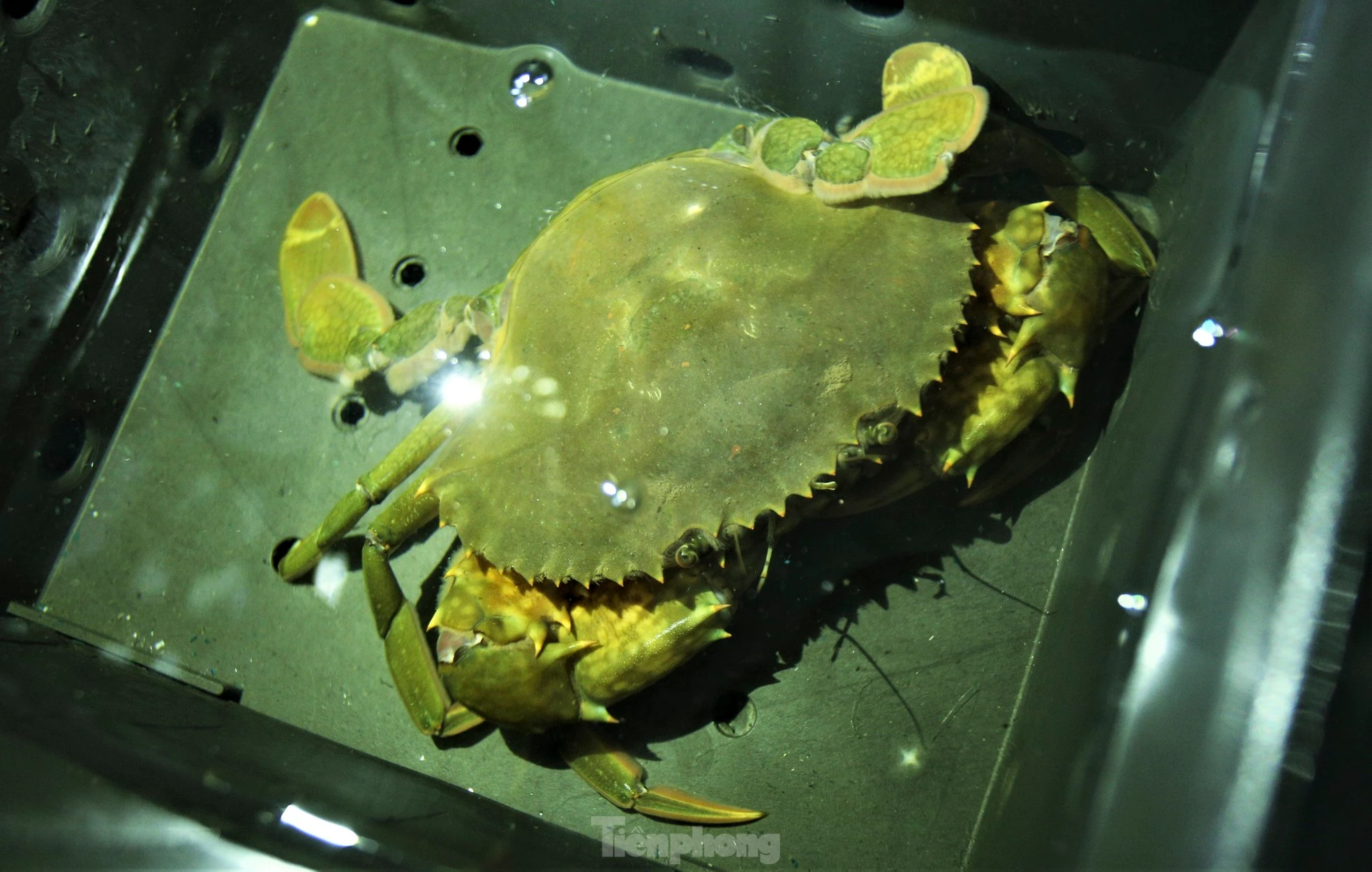 Tận thấy trại nuôi cua biển trong hộp nhựa đầu tiên ở Hà Tĩnh 