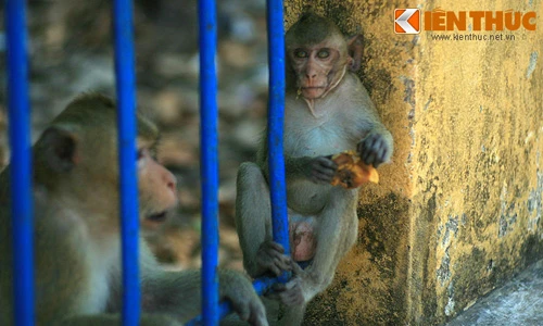 Độc đáo khu rừng nguyên sinh đầy khỉ giữa phố thị VN