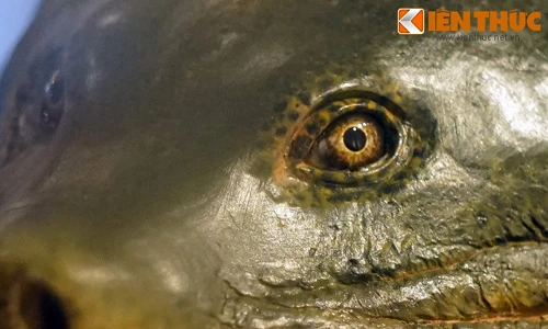 Soi từng mm dung nhan “cụ” Rùa mới ở đền Ngọc Sơn