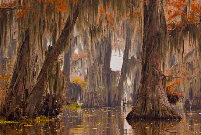 Cảnh tượng siêu thực ở rừng thủy tùng khổng lồ Caddo