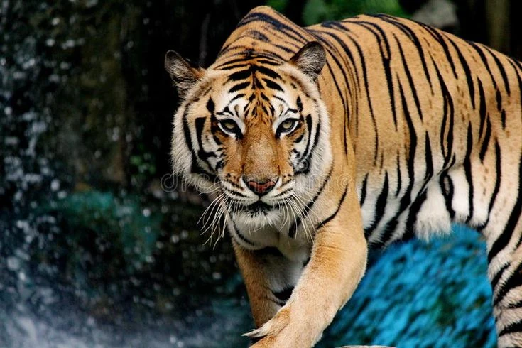 Dòng họ nào ở Việt Nam coi hổ là tổ tiên của mình?