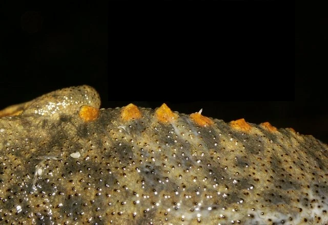 Kỳ lạ loài vật duy nhất dùng xương sườn làm vũ khí