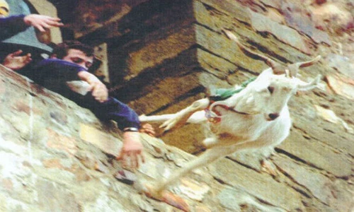 Tận mục lễ ném dê kỳ dị ở Tây Ban Nha 