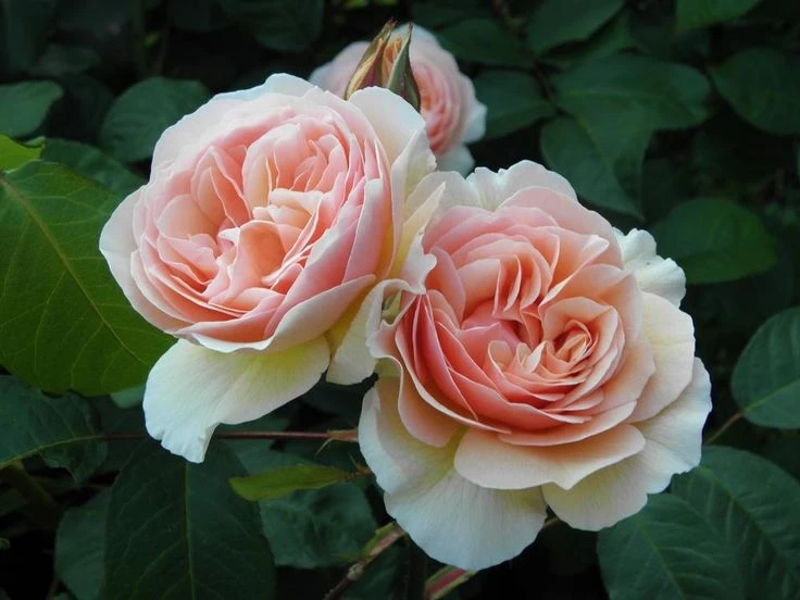 Ngất ngây với vẻ đẹp của loài hoa hồng triệu USD