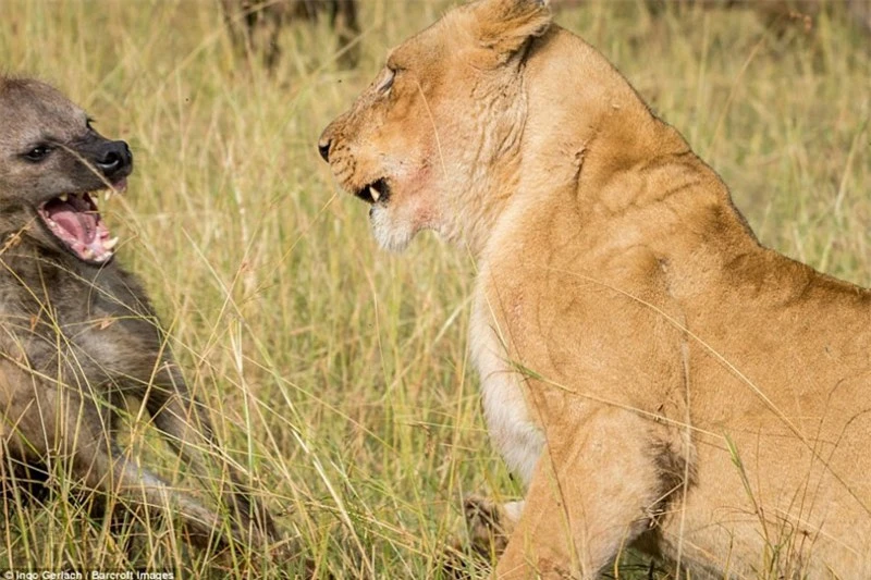 Linh cẩu cả gan cướp mồi của sư tử