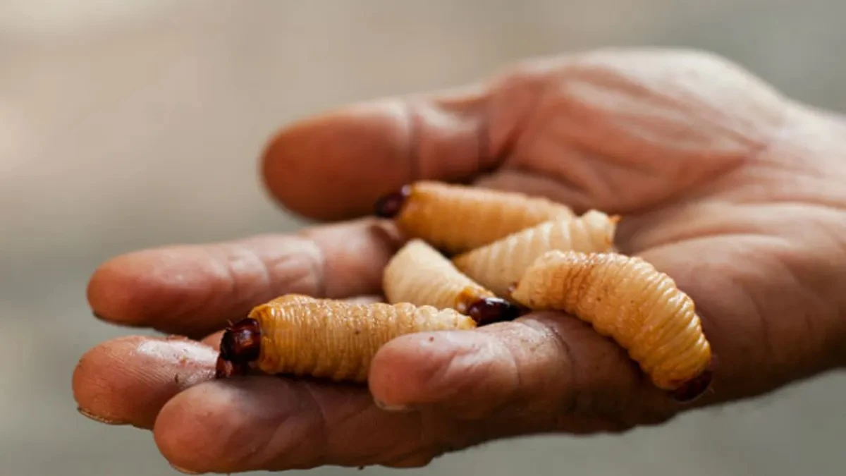 Những sự thật cực thú vị về con đuông dừa ở Việt Nam