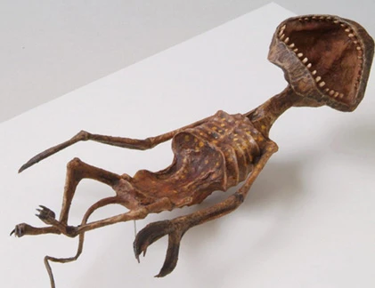 Giật mình vì xác chết hàng loạt sinh vật kì bí