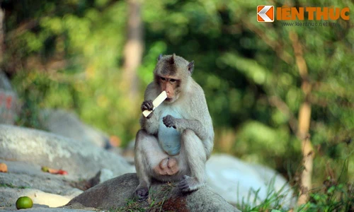 Tròn mắt trước thiên nhiên kỳ thú ở núi Bà Đen