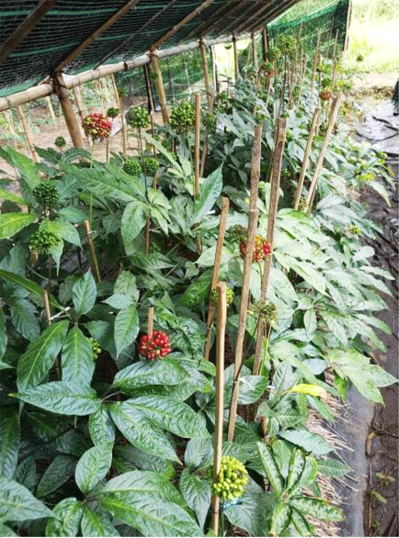 Hiện tại, sâm Ngọc Linh đang được định hướng để trở thành cây trồng chính cho các địa phương có khí hậu, thổ nhưỡng phù hợp, trồng theo hướng sản xuất hàng hóa và tạo vùng nguyên liệu, hướng tới khẳng định một thương hiệu "sâm Việt Nam". Ảnh: Báo Khoa học và Phát triển.