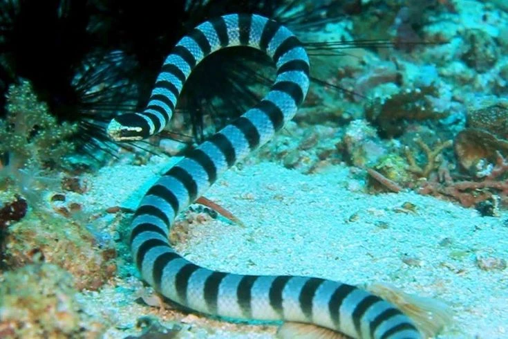 Hé lộ sự thật bất ngờ về các loài rắn biển