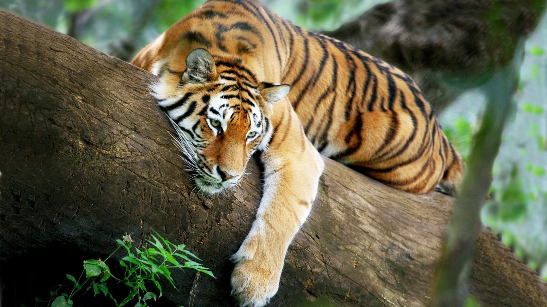 Hé lộ ký ức của người Pháp về loài hổ ở Việt Nam xưa