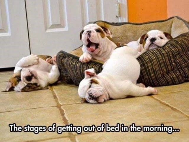 Ảnh chế không thể nào đỡ nổi về chó mèo