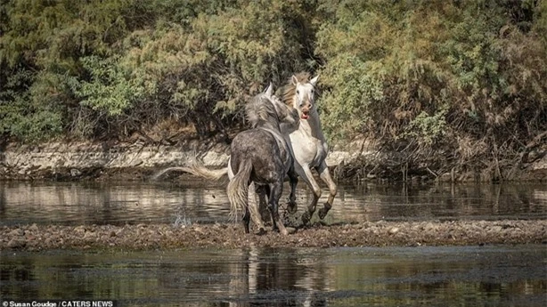 Giành bạn tình, đôi ngựa hoang kịch chiến khốc liệt 