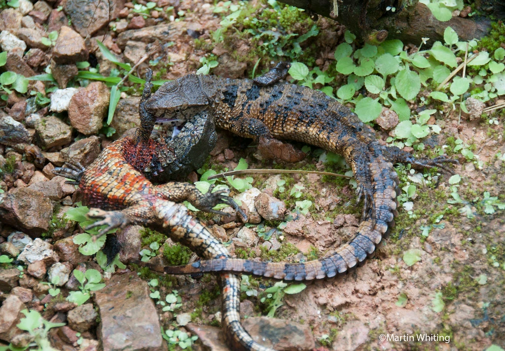 Điểm mặt top 12 loài bò sát độc - dị - lạ nhất Việt Nam