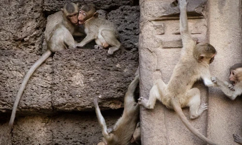 Lạ lùng ngôi đền cổ lúc nhúc khỉ ở Thái Lan 