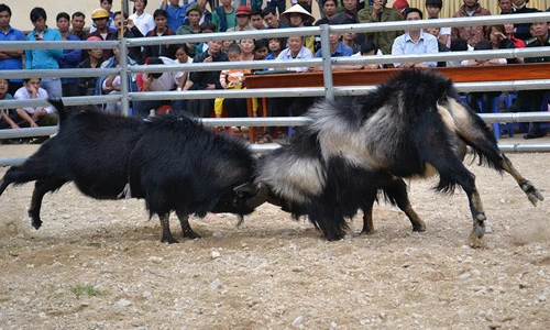 Khám phá những lễ hội chọi dê độc đáo nhất Việt Nam