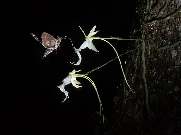 Ngắm loài cây ma quái khởi nguồn cho tiểu thuyết nổi tiếng