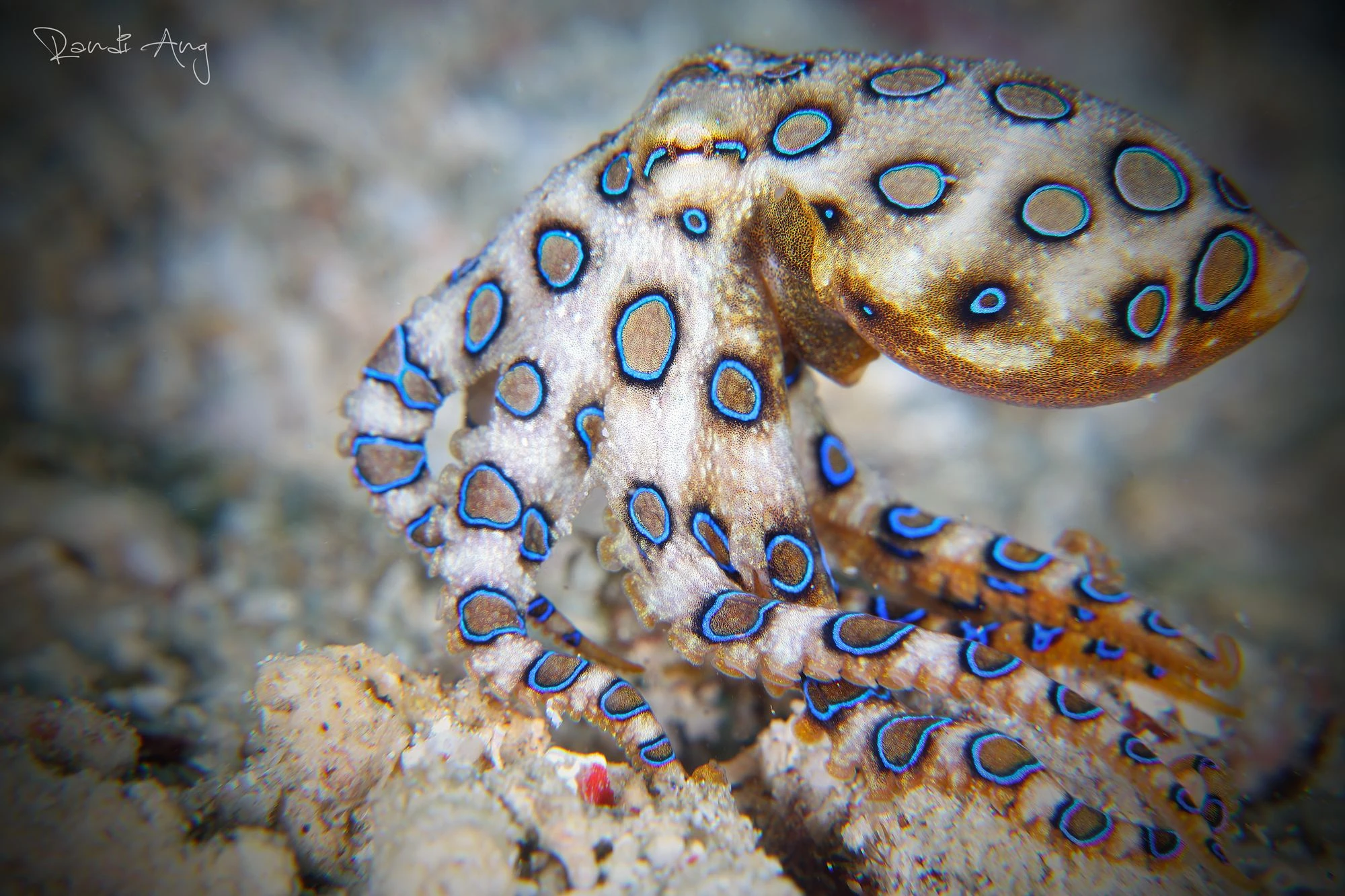 Cận cảnh 20 sinh vật kỳ thú nhất rạn san hô