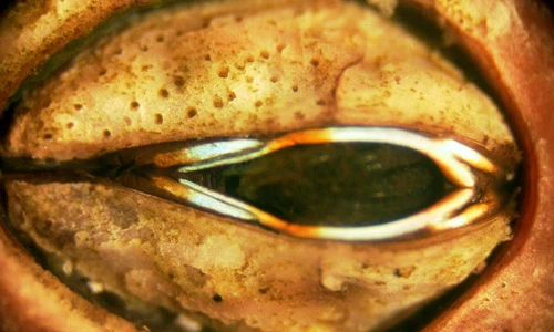 Những sự thật về con hà khiến ai cũng choáng váng