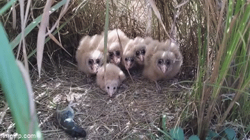 Ky la chu chim non duoc tim thay trong vuon chanh day o Trung Quoc