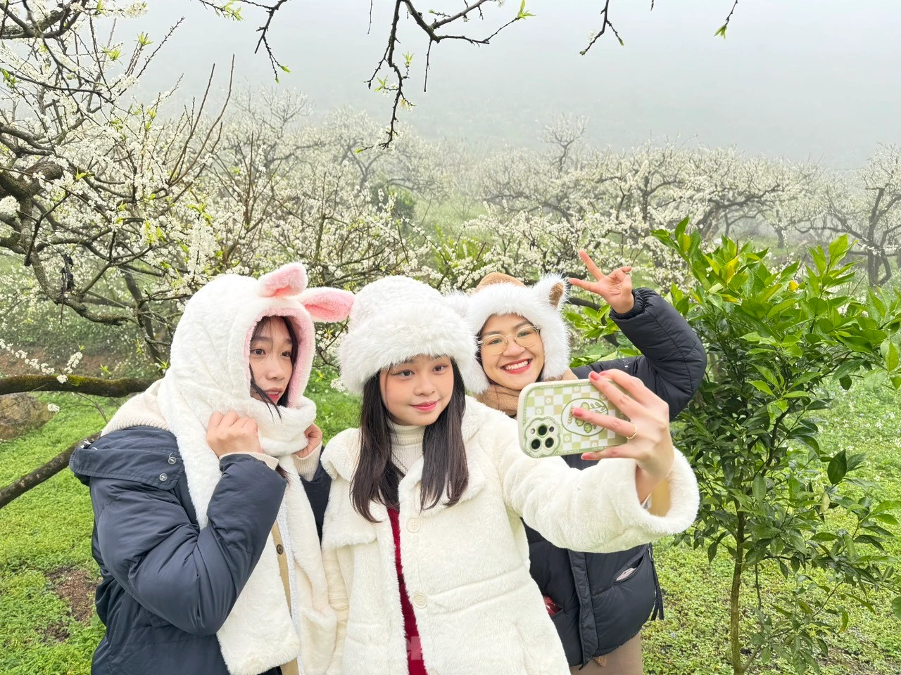 Rừng hoa mận trắng tinh khôi trên cao nguyên Mộc Châu