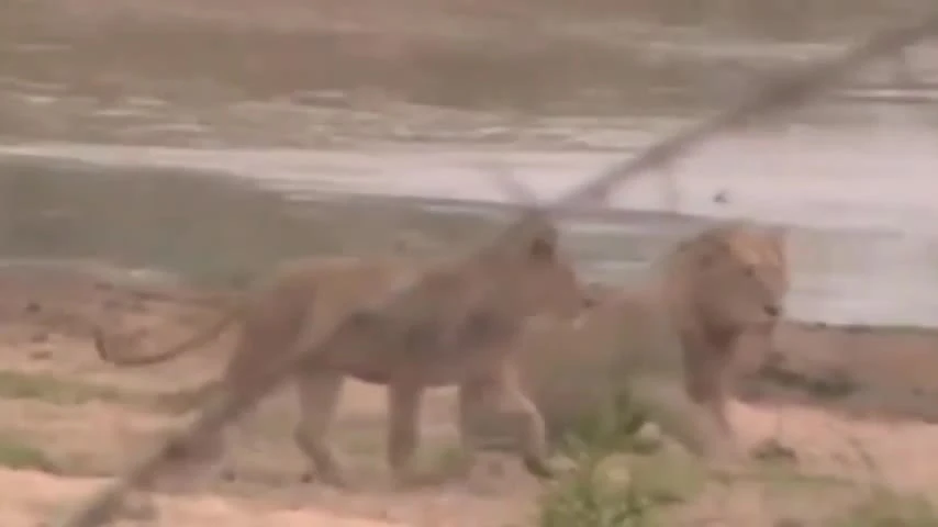 Video: Lội qua sông, sư tử suýt bị cá sấu đoạt mạng 