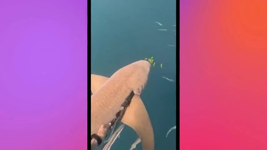 Video: Thợ lặn dũng cảm gỡ túi rác mắc trong mang cá mập