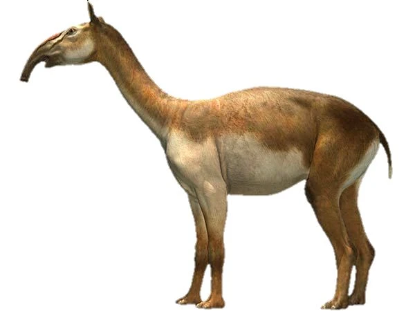 Cận cảnh loài dị thú trông như con lai của lạc đà với voi