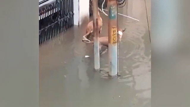 Video: Cá sấu nhẹ nhàng tiếp cận, tấn công chó ngay trên phố