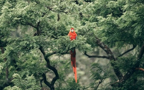 Top ngày sinh Âm lịch của người có mệnh phượng hoàng