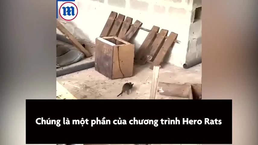 Chuột được huấn luyện để tìm người sống sót