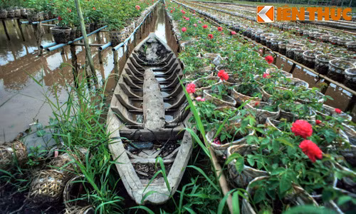 Nét độc đáo của làng hoa nổi tiếng nhất Nam Bộ