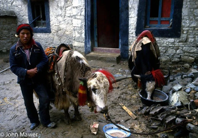 Xứ sở Tây Tạng năm 1987 đặc sắc qua ống kính John Mawer (2)