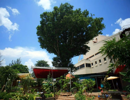 Ngắm cây Kơ nia nổi tiếng nhất Tây Nguyên