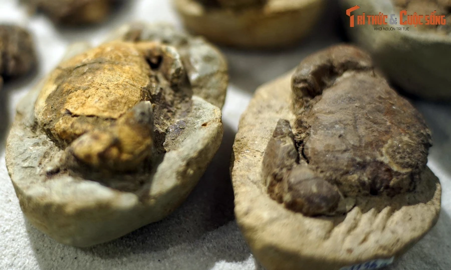 Cận cảnh hóa thạch vạn năm của hải sản trứ danh Quảng Nam